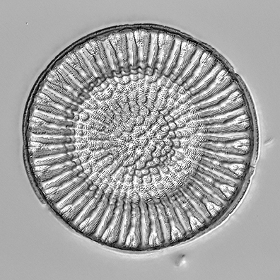 Example diatom