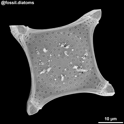 Example diatom