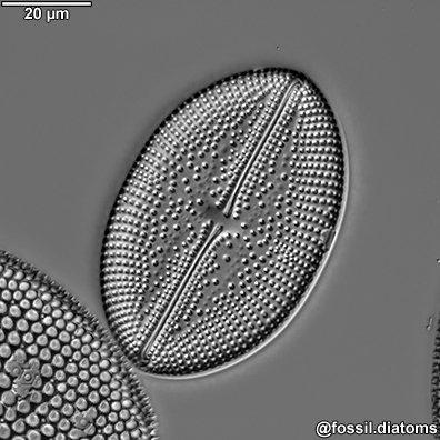 Example diatom