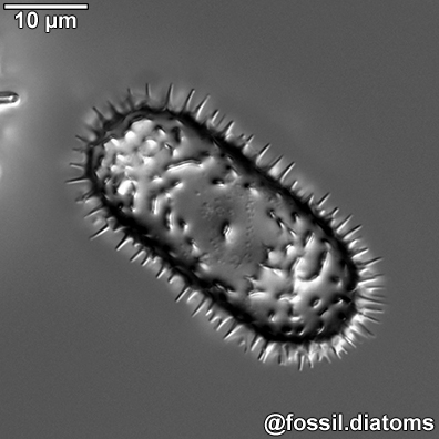 Example diatom