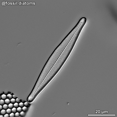 Example diatom