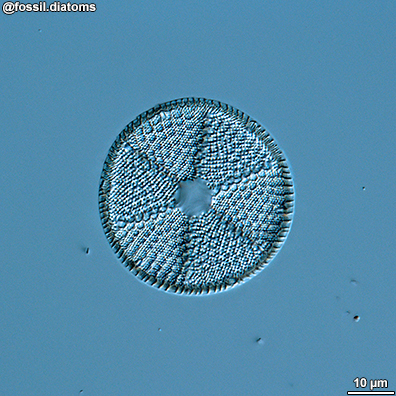 Example diatom