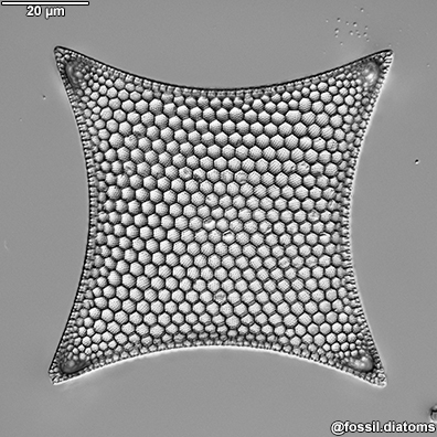 Example diatom